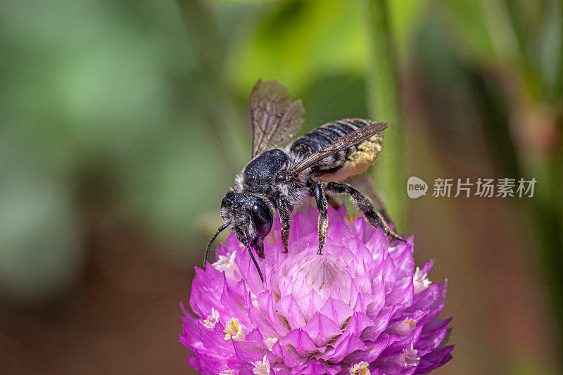 abille mégachiles，切叶蜜蜂，Megachile蜜蜂，Gomphrena。